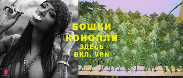 индика Бородино